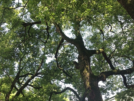 20130515p44.jpg