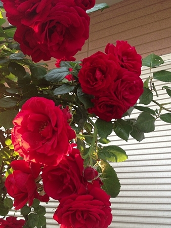 20130518p11.jpg