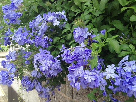 20130703p11.jpg